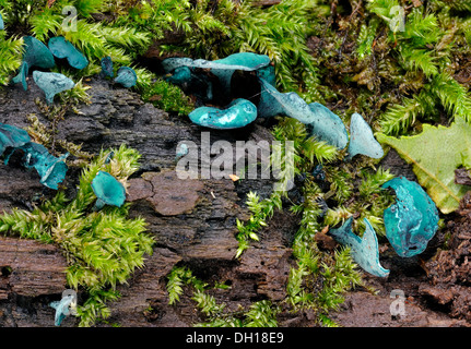 Woodcup verde o verde Elf Cup - Chlorociboria aeruginascens Foto Stock