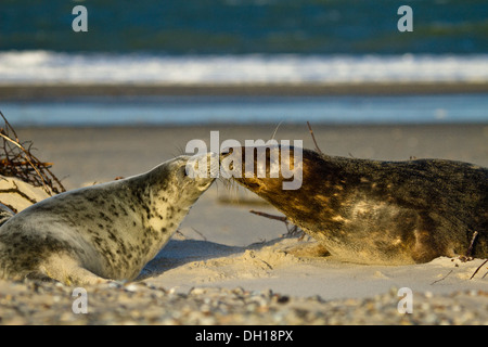 Le foche grigie (Halichoerus grypus) Foto Stock