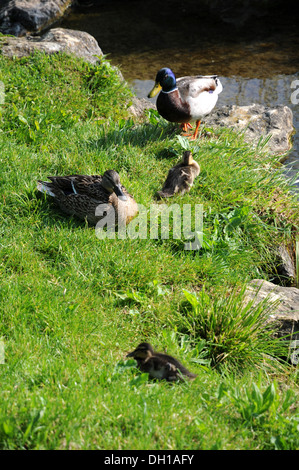 Anatra selvatica-famiglia Foto Stock