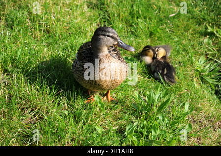 Femmine di anatra selvatica e pollo Foto Stock