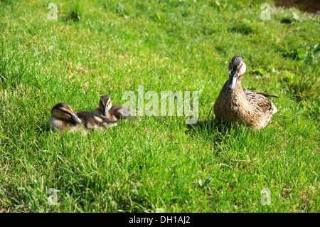 Femmine di anatra selvatica e pollo Foto Stock