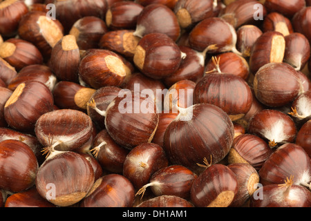 Dolce di castagne mature frutta sul terreno con dado lucido cappotti casi proteggere il contenuto Foto Stock