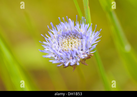 Jasione montana Foto Stock