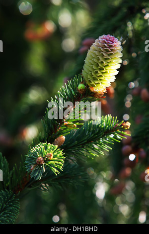 Linea verde di alberi di Natale, pino con coni giovani in presenza di luce solare Foto Stock