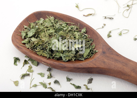 Essiccato Trigonella foenum graecum fieno greco Foto Stock