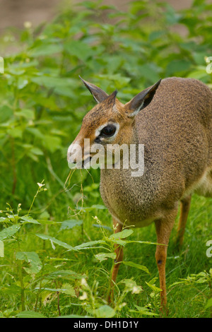 Kirk's dik-dik (Madoqua kirkii) Foto Stock