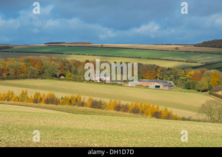 Paesaggio, agricoltura, pastorale, vicino Fimber, Sledmere, Est; Yorkshire Wolds, Inghilterra Foto Stock