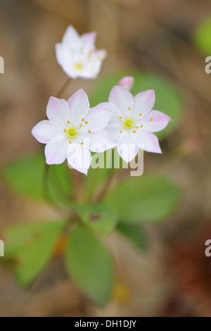 Trientalis europaea Foto Stock