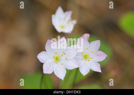 Trientalis europaea Foto Stock