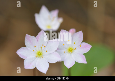 Trientalis europaea Foto Stock