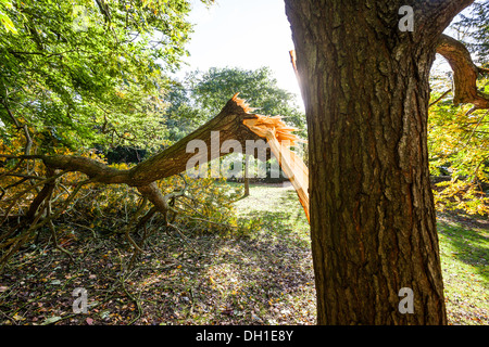 BATH, Regno Unito - 29 ottobre: Grande albero arto rotto durante il 'St Jude' tempesta che ha viaggiato in tutta Europa alla fine di ottobre 2013. Foto Stock