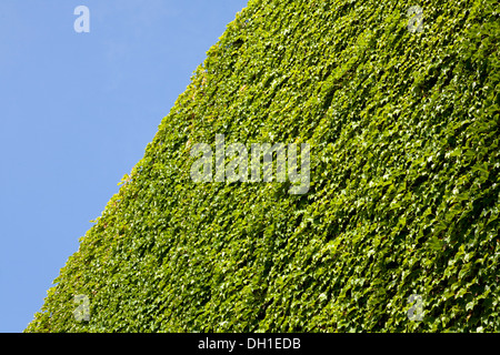 Foglie d'edera parete di copertura Foto Stock