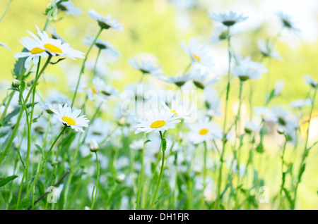 Camomiles Foto Stock