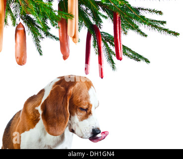 Cute cane e decorazione di Natale , sfondo bianco Foto Stock