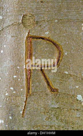 R maiuscola scolpiti nella corteccia di un albero di faggio Foto Stock
