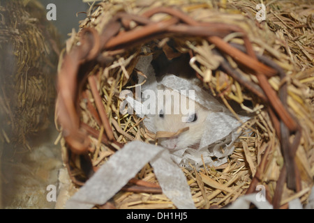 Il Djungarian hamster (Phodopus sungorus), noto anche come il criceto siberiano o inverno russo white dwarf hamster. Foto Stock