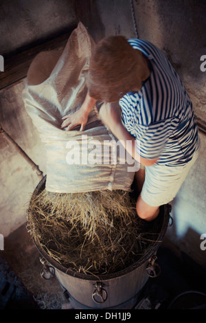 Coltivatore di lavanda lavanda di riempimento nel recipiente, Hvar, Dalmazia, Croazia Foto Stock