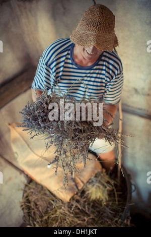 Coltivatore di lavanda bundle di contenimento di lavanda, Hvar, Dalmazia, Croazia Foto Stock