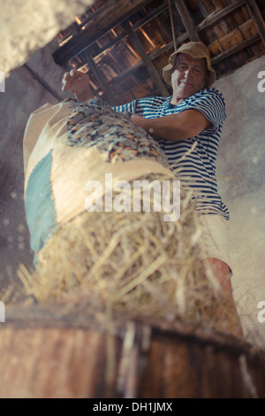 Coltivatore di lavanda lavanda di riempimento nel recipiente, Hvar, Dalmazia, Croazia Foto Stock