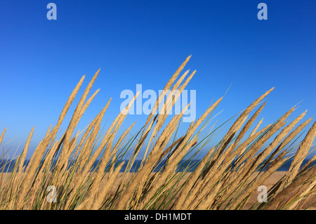 Marram erba che cresce a Holme-next-il-mare sulla costa di Norfolk con un cielo blu chiaro. Foto Stock