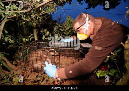 Il Badger TB programma di vaccinazione a Gloucestershire Wildlife Trust's Greystones Agriturismo riserva naturale vicino a Bourton-su-il-acqua Foto Stock