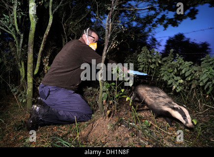 Il Badger TB programma di vaccinazione a Gloucestershire Wildlife Trust's Greystones Agriturismo riserva naturale vicino a Bourton-su-il-acqua Foto Stock