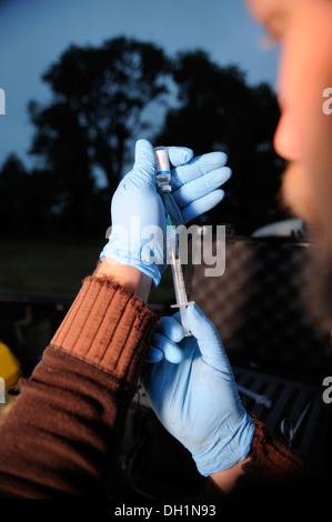 Il Badger TB programma di vaccinazione a Gloucestershire Wildlife Trust's Greystones Agriturismo riserva naturale vicino a Bourton-su-il-acqua Foto Stock