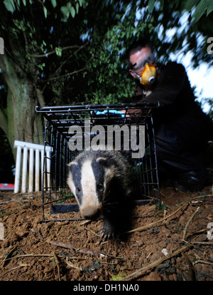 Il Badger TB programma di vaccinazione a Gloucestershire Wildlife Trust's Greystones Agriturismo riserva naturale vicino a Bourton-su-il-acqua Foto Stock