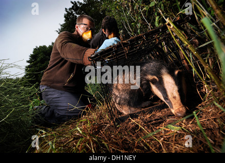 Il Badger TB programma di vaccinazione a Gloucestershire Wildlife Trust's Greystones Agriturismo riserva naturale vicino a Bourton-su-il-acqua Foto Stock