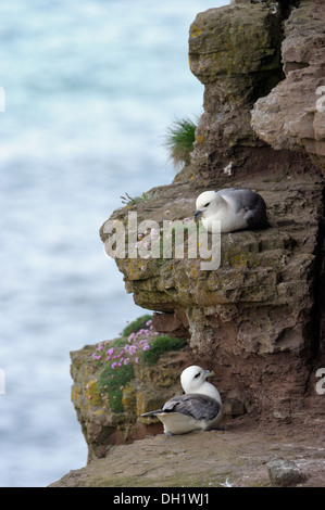 Due Fulmars settentrionale su una scogliera. Foto Stock