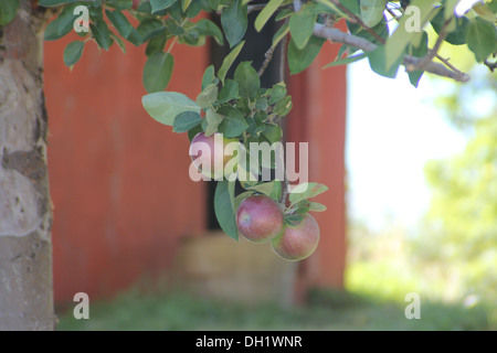 Un paio di mele appeso alla fine di un ramo quasi pronto per il prelievo Foto Stock