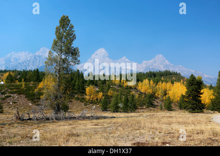 Grand Teton mountain range dal sentiero per Taggart Lake, il Parco Nazionale del Grand Teton, Wyoming USA Foto Stock