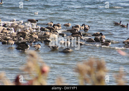 Oche e gabbiani su un sandbar coperti in rocce che fuoriescono dall'acqua off shore Foto Stock