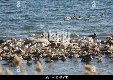 Oche e gabbiani su un sandbar coperti in rocce che fuoriescono dall'acqua off shore Foto Stock