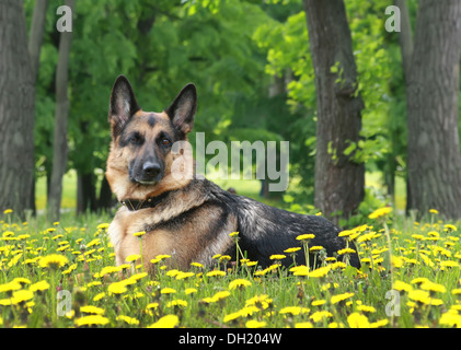 Cane pastore tedesco si trova su un verde erba Giovane tra i fiori di colore giallo Foto Stock