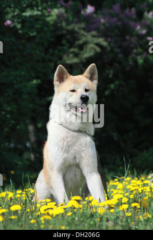 Cane, Akita Inu giace su un verde erba Giovane tra i fiori di colore giallo Foto Stock