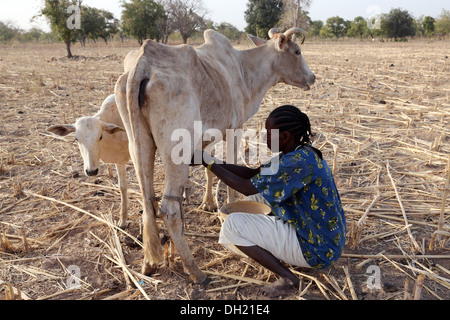 La donna nel nord del Burkina Faso vacca di mungitura Foto Stock