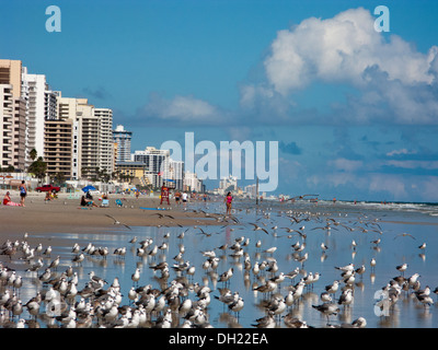Gabbiani sulla spiaggia,Daytona,Florida, Foto Stock