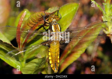 Una femmina di ampia corposo Chaser (Libellula depressa) dragonfly. Bedgebury Forest, Hawkhurst. Kent. Regno Unito. Foto Stock