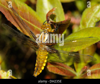 Una femmina di ampia corposo Chaser (Libellula depressa) dragonfly. Bedgebury Forest, Hawkhurst. Kent. Regno Unito. Foto Stock