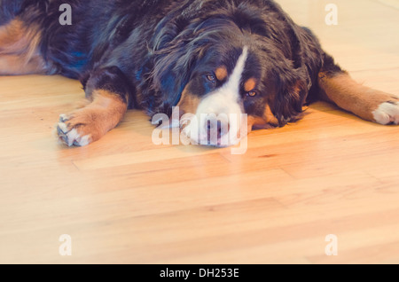 Birdie Il Bovaro del Bernese cresce! Foto Stock