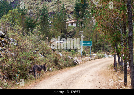 Un asino sulla strada che conduce a Cojup nelle Ande peruviane, Sud America Foto Stock