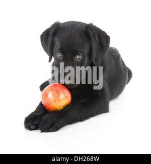 Il Labrador Retriever cucciolo isolato su bianco Foto Stock