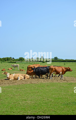 Bovini da carne nel campo, Burgh-le-Marsh, Lincolnshire, England, Regno Unito Foto Stock