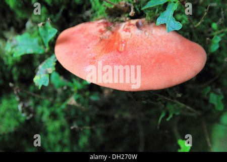 Bistecca di manzo fungo ( Fistulina hepatica ) su un tronco di quercia ( Quercus robur ), REGNO UNITO Foto Stock