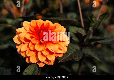 'David Howard', arancione Dahlia (Dahlia) Foto Stock