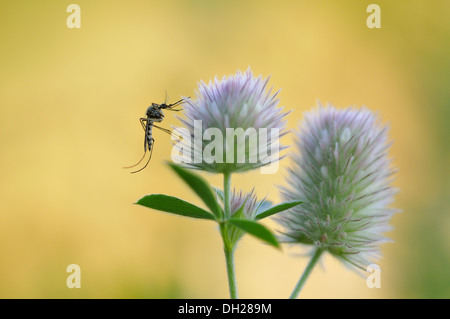 Trifolium arvense Foto Stock