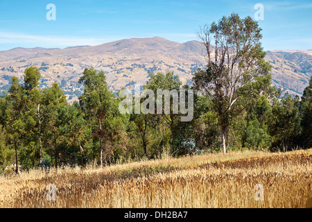 Colture su un insediamento rurale nelle Ande peruviane, Sud America. Foto Stock