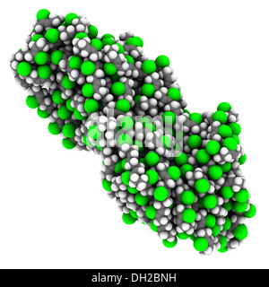 Neoprene (policloroprene) la gomma sintetica, struttura chimica. Gli atomi sono rappresentati come sfere convenzionale con codifica a colori Foto Stock