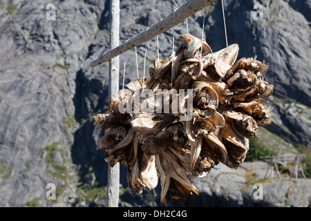 Cod capi appesi su linee a secco, Nusfjord, Lofoten, Nordland, Norvegia Foto Stock